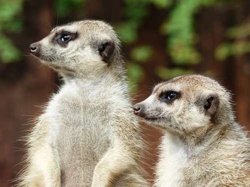 Meerkat Zoo Animals Cute Bokeh