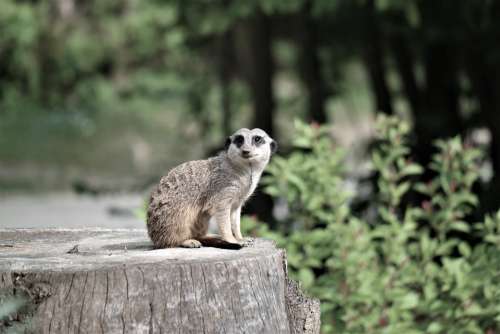 Meerkat Animal Vigilant Curious Zoo