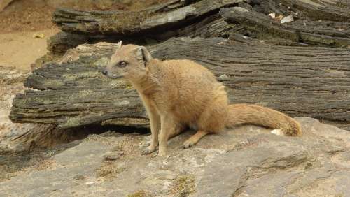 Mongoose Fox African Beast Mongoose