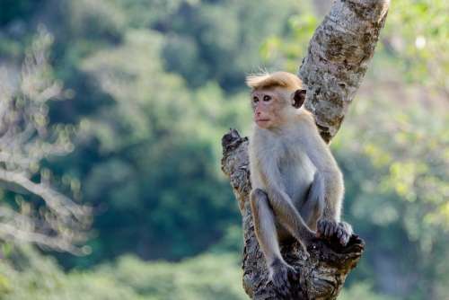 Monkey Animal Primate Sri Lanka Mammal Cute Tree