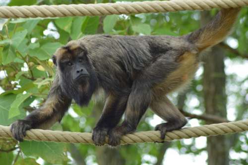 Monkey Rope Balance Nature Primate Foot Zoo