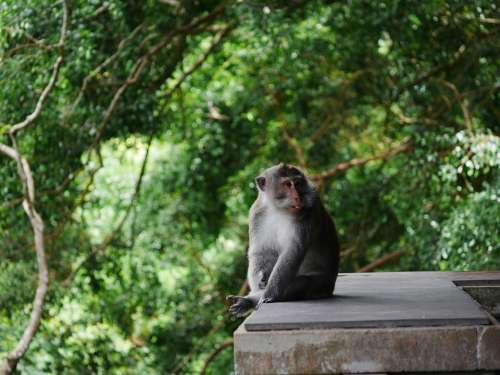 Monkey Monkey Forest Ubud Bali Indonesia Nature