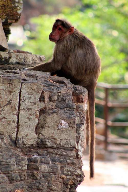 Monkey Animal Monkey Sitting On A Rock