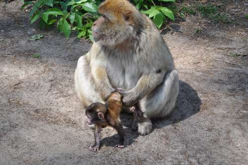 Monkey Animal Baby Mother With Child Forest Fur