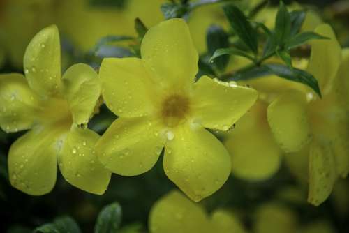 Monsoon Nature Water India Flower Canon