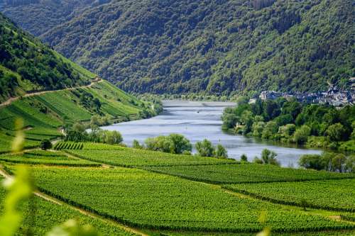 Mosel River Vineyards Wine Vines