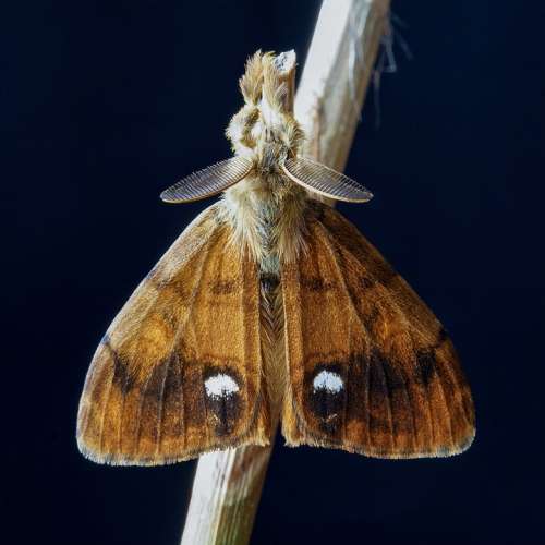 Moth Vapourer Wings Pattern Hairs Nature