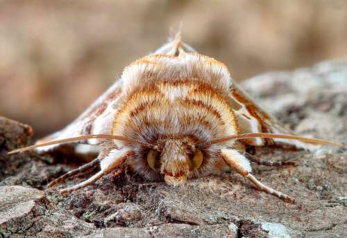 Moth Buff-Arches Wings Summer Wildlife Antenna