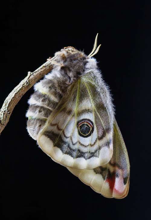 Moth Emperor-Moth Female Outdoor Close Colorful