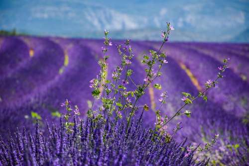 Moustiers-Sainte-Marie Lavender Beautiful Landscape