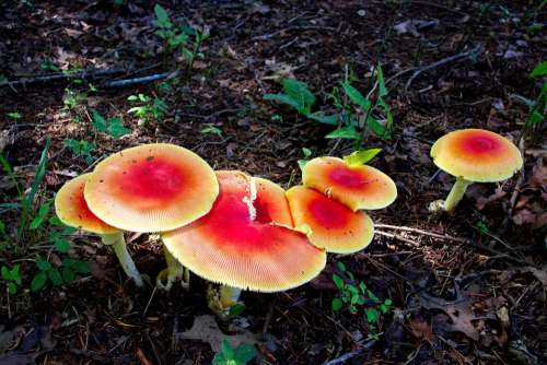 Mushroom Mushrooms Cap Nature Forest Moss Toxic