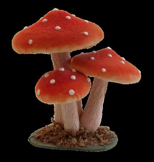 Mushroom Fly Agaric Forest Nature Autumn Toadstool