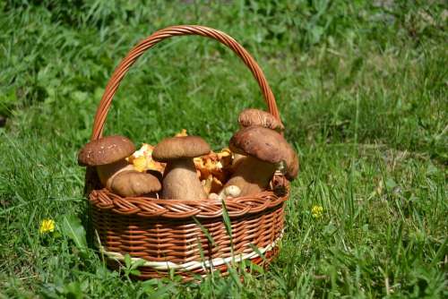Mushroom White Mushroom Basket Nature Food Forest