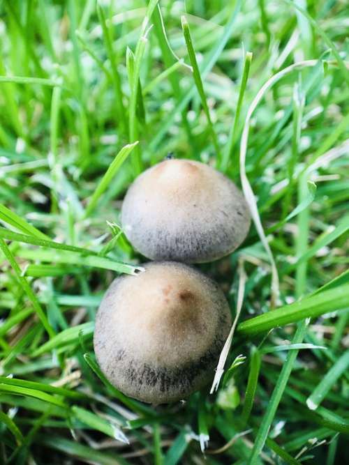 Mushroom Outdoors Nature Growth