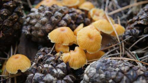 Mushroom Orange Yellow Summer Forest Wood