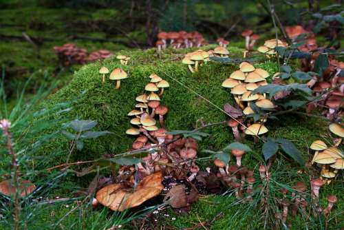 Mushrooms Moss Forest Moist Autumn Nature