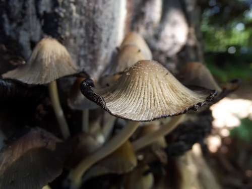 Mushrooms Fungi Fungus Nature Log Poisonous
