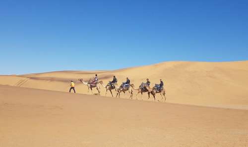 Namibia Camel Desert Sand Dunes Sun
