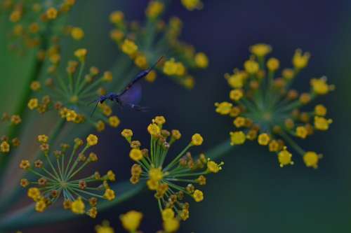 Narrow Abdomen Wasp Insect Dill Blossom Garden