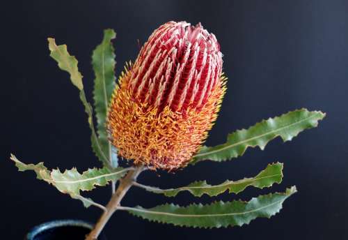 Native Flower Banksia Australian Wildflowers Bloom