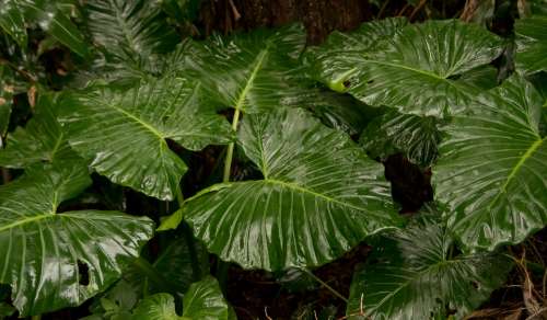 Native Lily Cunjevoi Alocasia Brisbanensis Leaf