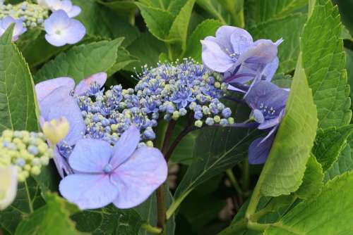 Natural Flowers Hydrangea Blue-Violet Outdoors