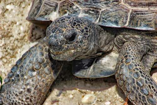 Nature Sand Exotic Animal Beach Wildlife Tortoise