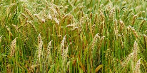 Nature Landscape Field Cornfield Agriculture Bread