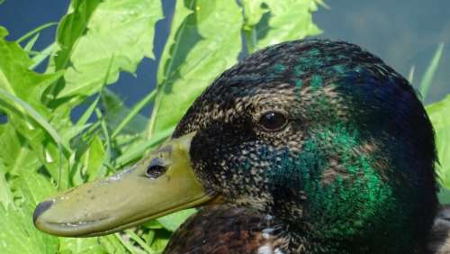 Nature Fauna Duck Bird Animals Beak Pen Closeup