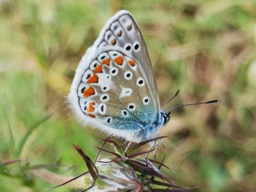 Nature Butterflies Animal Common Blue Butterfly
