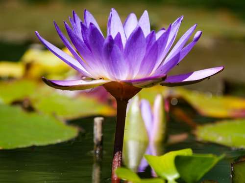 Nature Flower Water Lily Pond Water Aquatic Plant