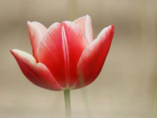 Nature Flower Flora Bloom Red Tulip Spring