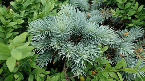 Nature Spruce Green