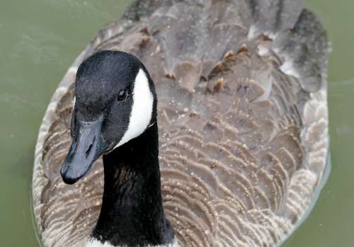 Nature Animals Canada Goose Close Bill Neck Head