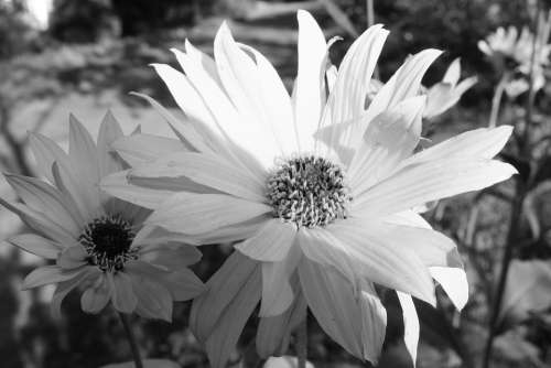 Nature Landscape Spontaneous Flower Black White