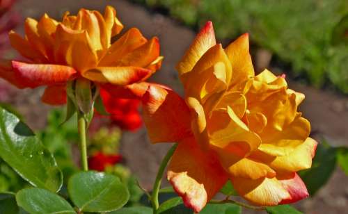 Nature Garden Flowers Roses Orange Light Sun