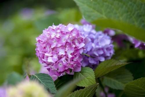 Nature Pink Flower Pink Flowers Spring Bloom