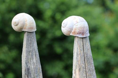 Nature Shell Snail Wood
