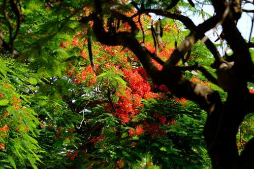 Nature Trees Forest Tree Green Leaves Natural