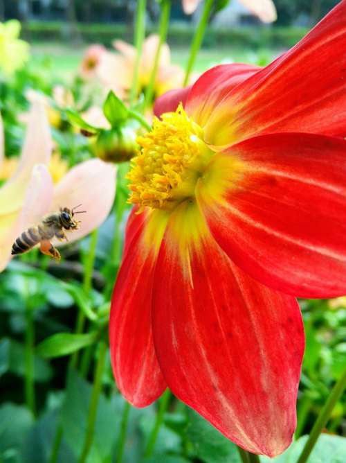 Nature Bee Bees Silence Spirituality Flower Peace