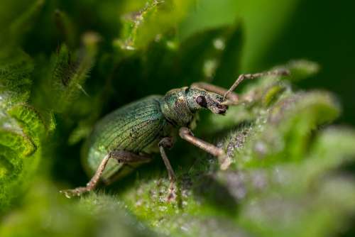 Nettle Weevil Beetle Green Insect Insects Nature