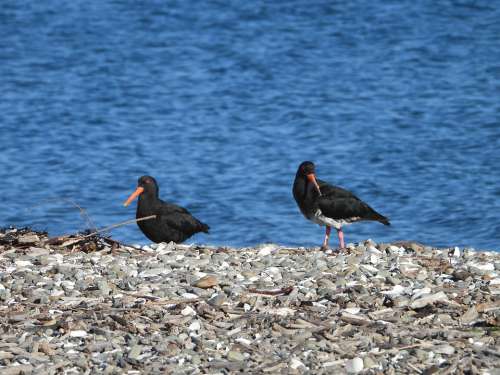 New Zealand Oyster Catcher Bird Rock Coast Beach