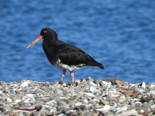 New Zealand Oyster Catcher Bird Rock Coast Beach