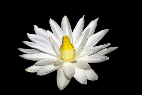 Night Flower Flower Lotus Night Lotus Pond White