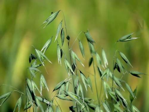 Oats Cereals Grain Food Harvest Nutrition Healthy