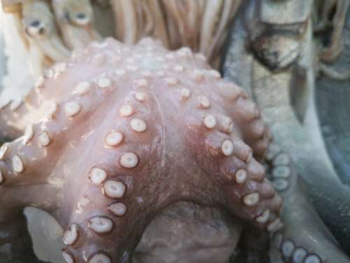 Octopus Fish Squid Marine Food Water Sunday