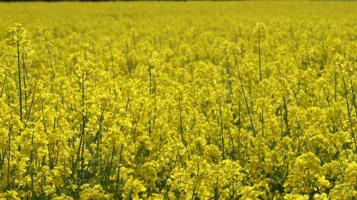 Oilseed Rape Landscape Yellow Field Of Rapeseeds