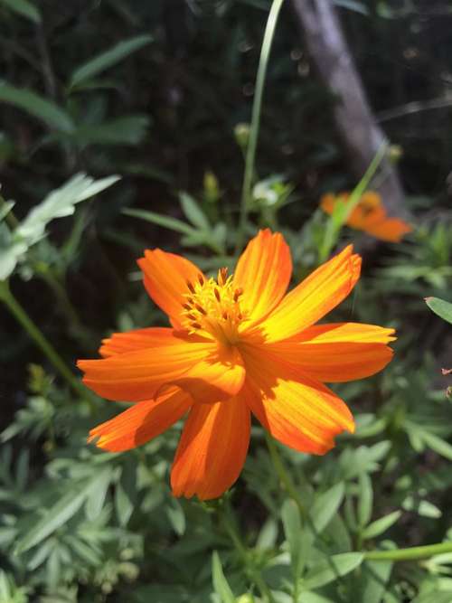 Orange Flowers Children The Sun Small Yellow Flowers