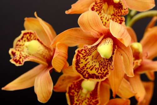 Orchid Orange Blossom Bloom Flower Plant Nature