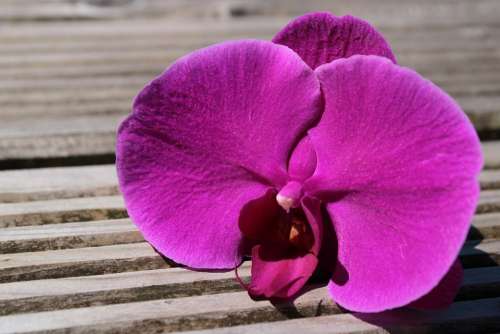 Orchid Ornamental Plant Orchidaceae Flower Violet
